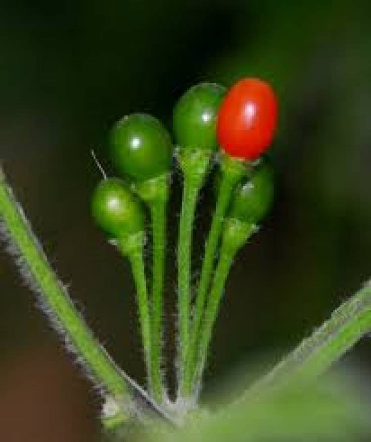 El poderoso ají del Monte Uritorco