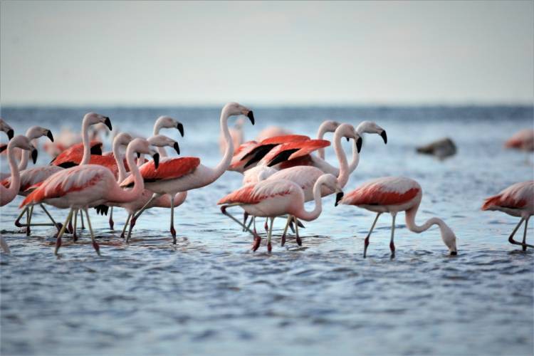 Los flamencos: parte de la identidad del Mar de Ansenuza
