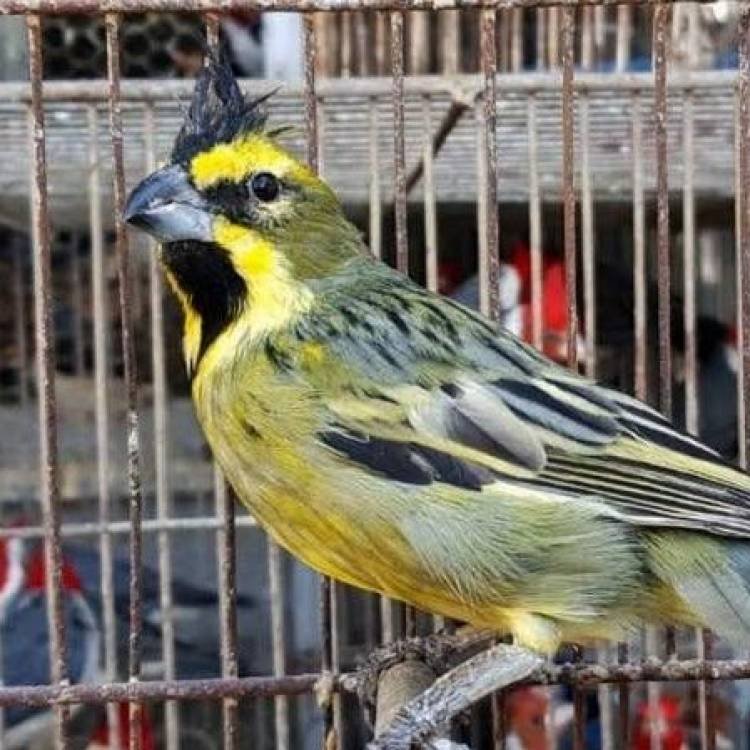 Rescataron más de 60 aves en cuatro localidades.