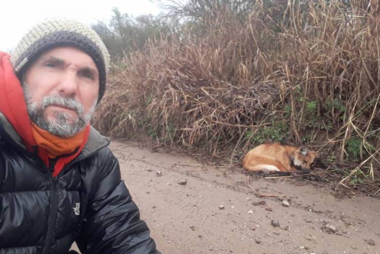 Río Ceballos: Encuentran un Aguará Guazú.  Animal en peligro de extinción