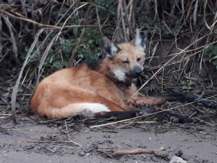 Río Ceballos: Encuentran un Aguará Guazú.  Animal en peligro de extinción