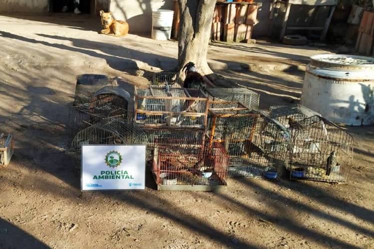 San Pedro: Recuperaron casi 80 aves sivestres