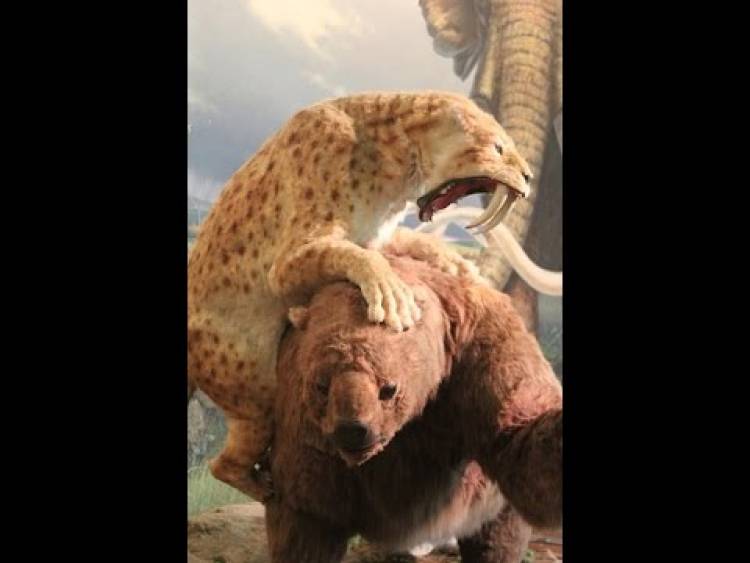 La historia de las momias de cachorros de león. Una de ellas tiene casi 30 mil años