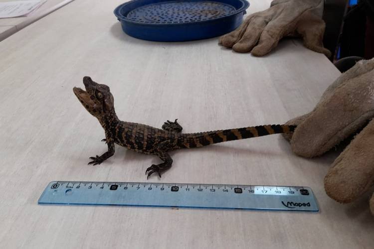 Finalmente, encontraron los yacarés
