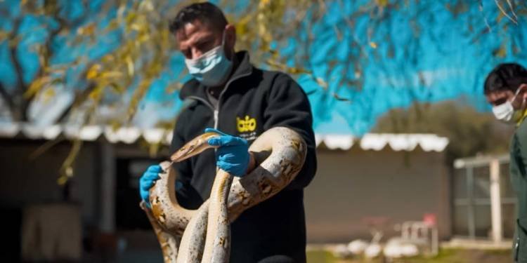 Parque de la Biodiversidad: Dos pitones asiáticas y una cría de yacaré en proceso de recuperación