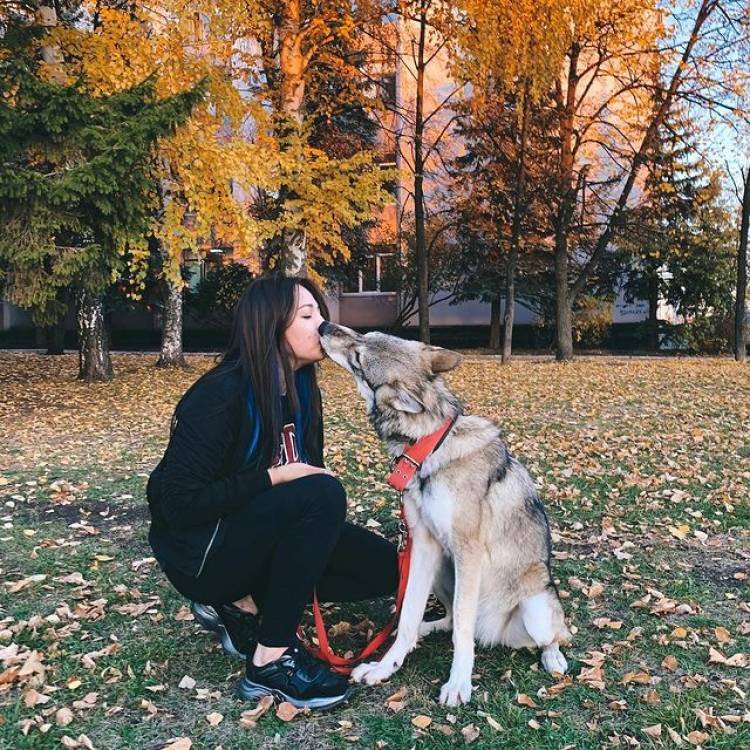 La historia de una loba abandonada que fue criada en Rusia como un perro
