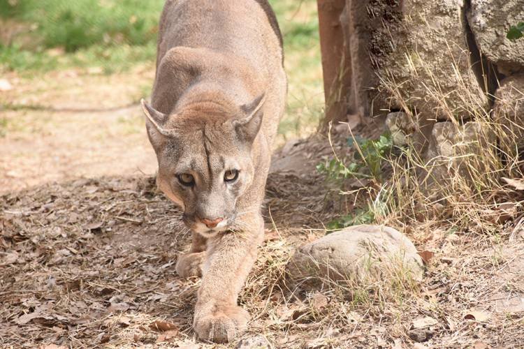 En la búsqueda de un puma
