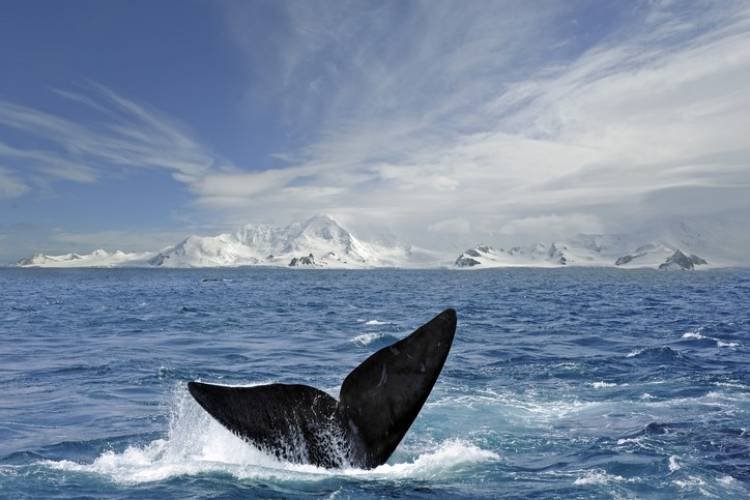 Reconocen al Océano Austral como el quinto de la Tierra