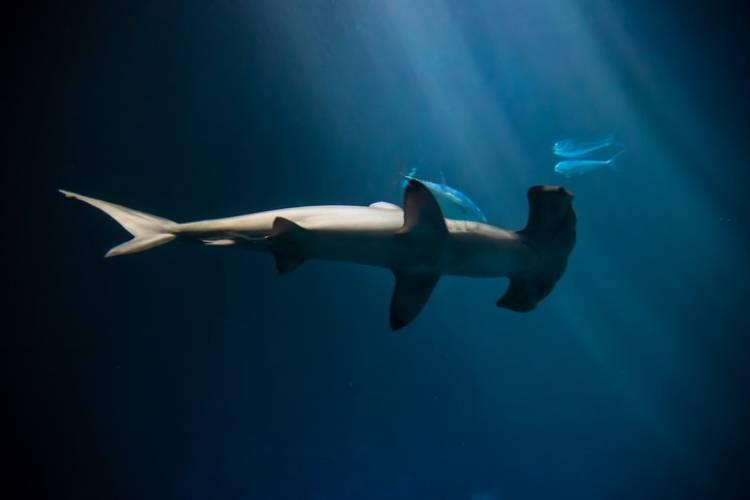 El extraño caso donde los tiburones viven dentro de un volcán