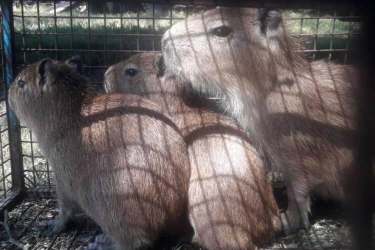 En la ruta nacional 7, rescataron a tres carpinchos