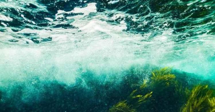 Extraen energía subacuática creando generadores inspirados en algas marinas