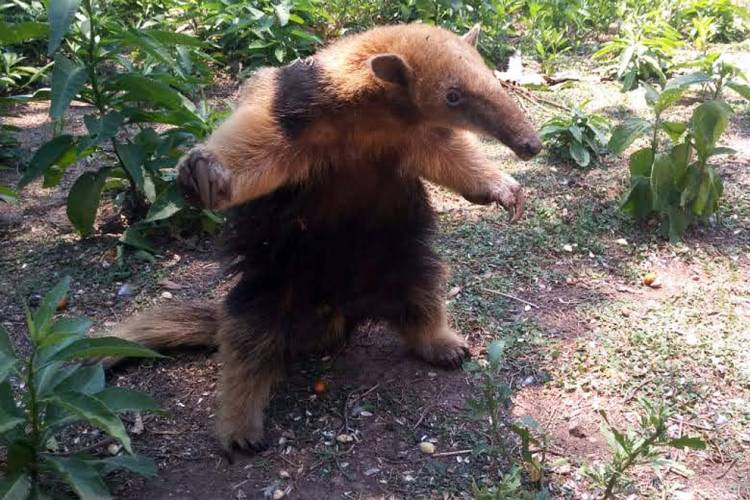 En una vivienda de Villa de Soto, rescataron a un oso melero