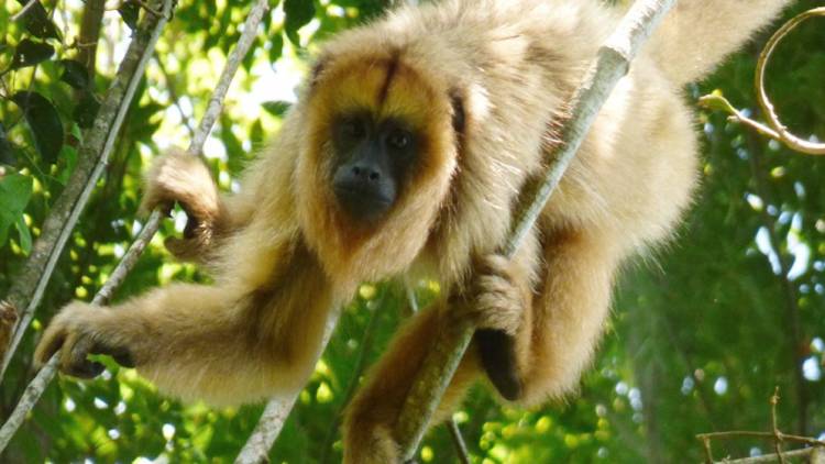 Un proyecto de rescate de  monos carayá y capuchinos