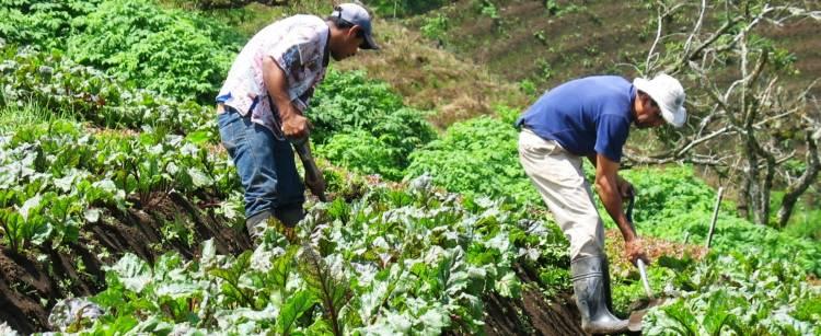Calamuchita apuesta a cultivos sanos y orgánicos