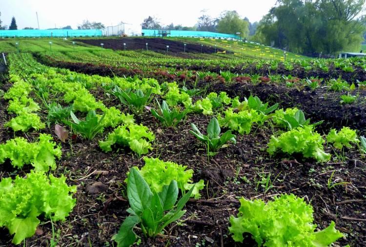 Calamuchita apuesta a cultivos sanos y orgánicos