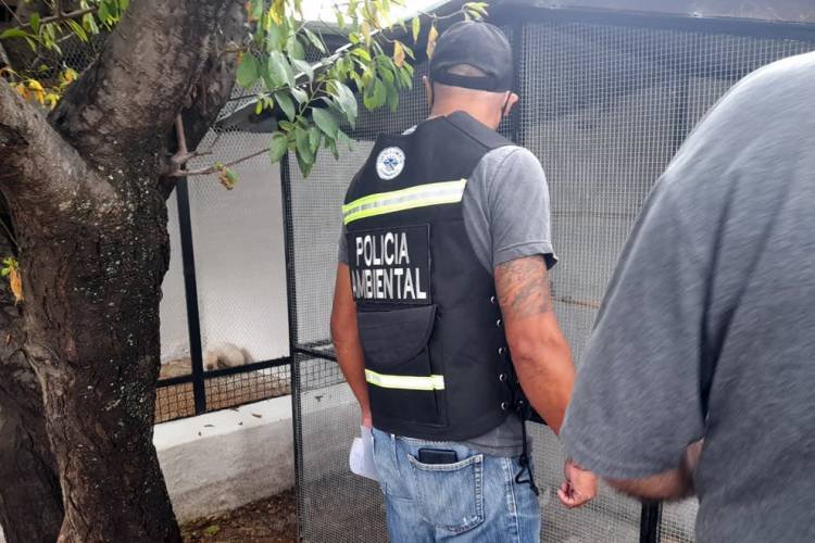 Fauna silvestre en peligro: Rescataron màs de 20 aves en una vivienda