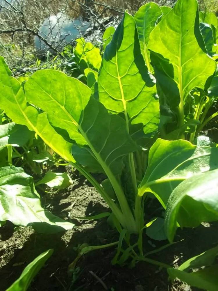 Una huerta orgánica en San Marcos Sierra, como microemprendimiento de alto valor