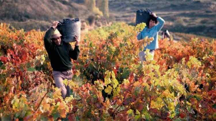 La próxima sede de la Asamblea de la Red Mundial de Capitales del Vino será Mendoza