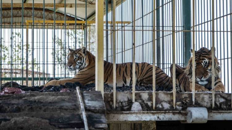En San Luis, rescataron a cuatro tigres de bengala que fueron abandonados en el 2007