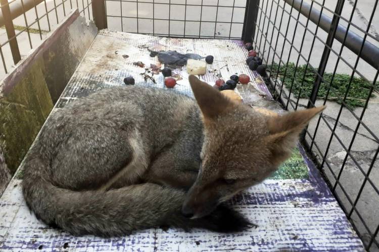 En una escuela rescataron un zorrito