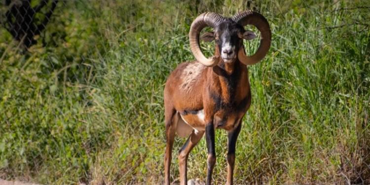 Trasladaron a muflones de Córcega del Parque de la Biodiversidad al Centro de Rescate Tatú Carreta