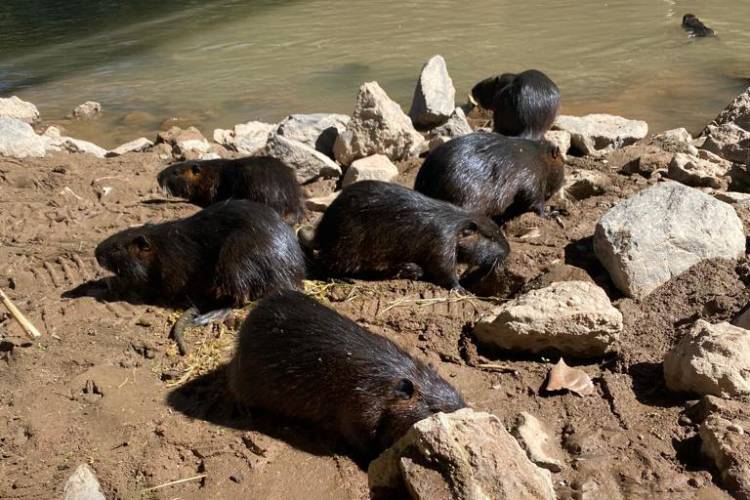 En la zona rural de Arroyito, liberaron a 9 coipos