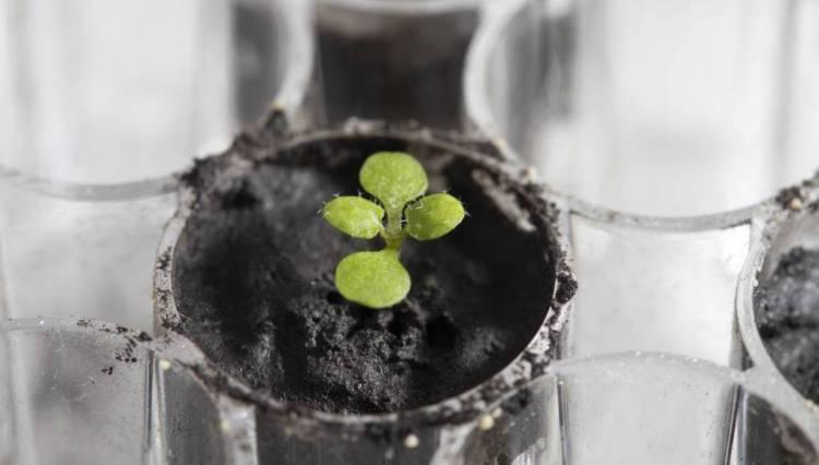 Histórico: Científicos logran cultivar plantas en suelo procedente de la Luna