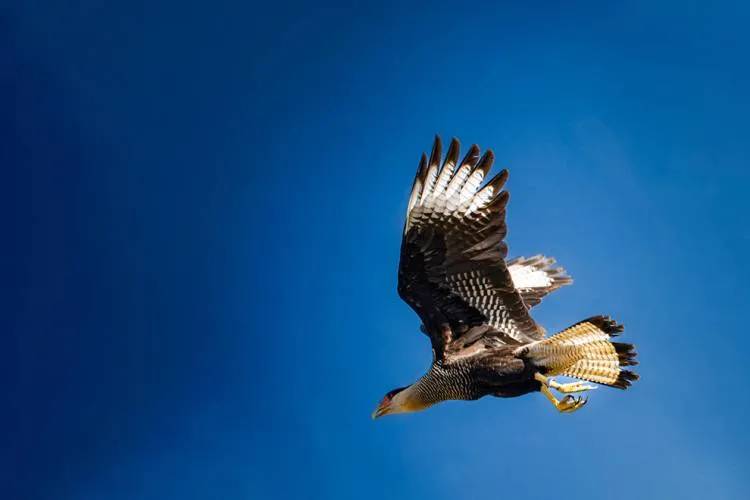 En seis meses, ya fueron liberados más de 250 ejemplares de fauna silvestre