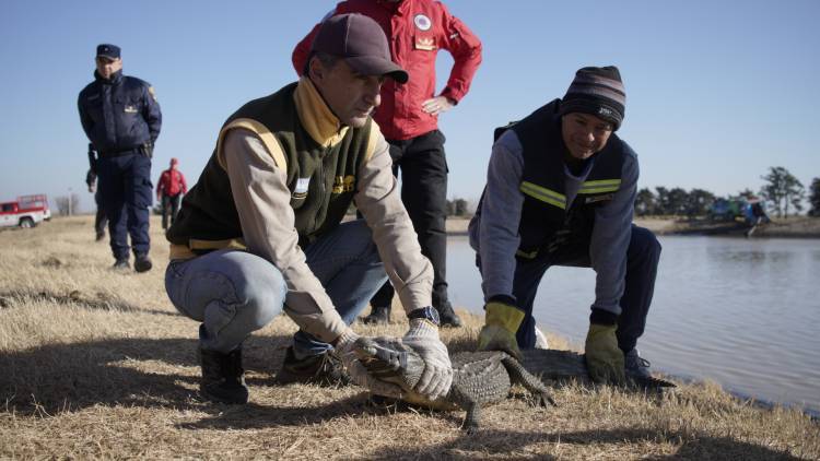 En lagunas de General Baldisera, rescataron a un yacaré