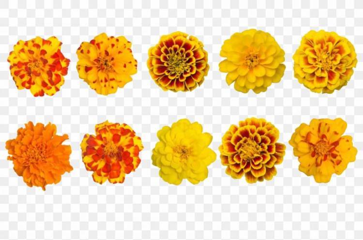 LA CALENDULA MEDICINAL Y COMESTIBLE