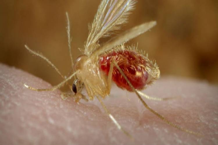 En 8 meses, ya se detectaron 10 casos de leishmaniasis canina