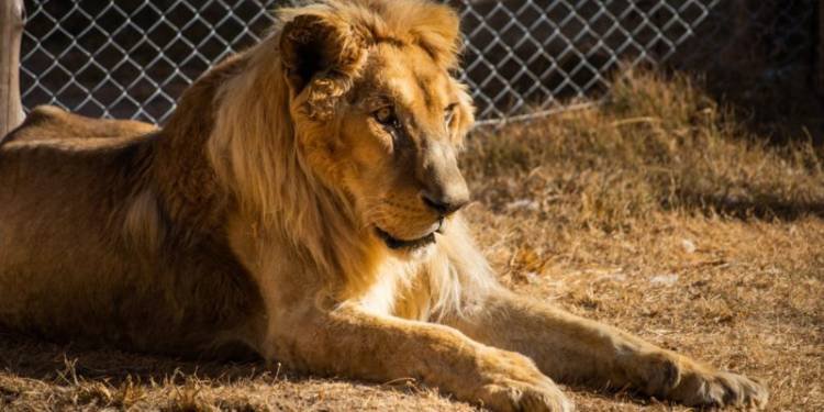 ¿Qué pasa con Tango, el león del ex zoológico?