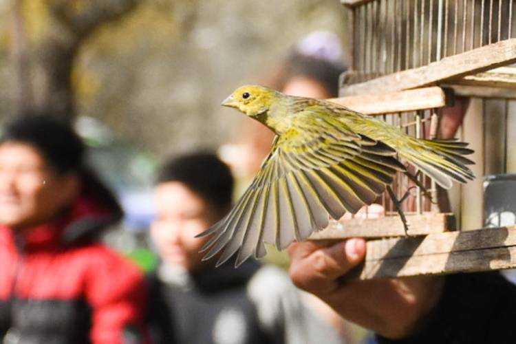 Liberaron a más de 80 aves en el Parque Francisco Tau