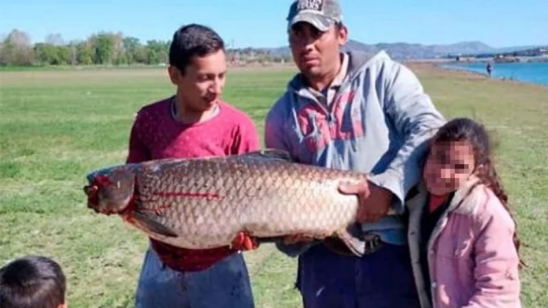 Pescador cordobés atrapó una carpa gigante de casi 50 kilogramos