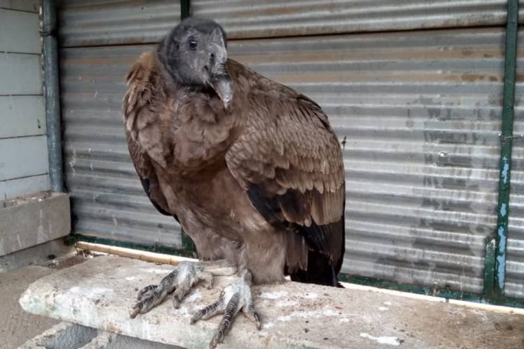 Rescataron a un cóndor en el patio de una vivienda