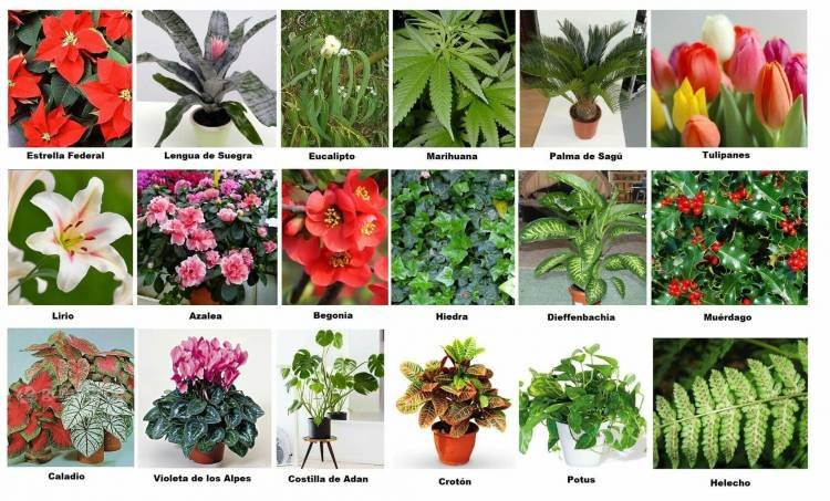 10 PLANTAS TOXICAS PARA TENER EN CUENTA 