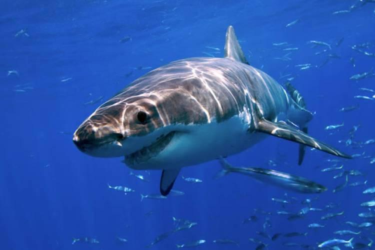 Científicos utilizan  tiburones con fines investigativos