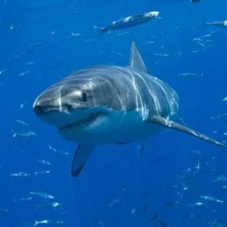 Científicos utilizan  tiburones con fines investigativos