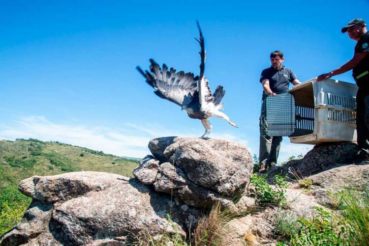 En el Camino del Cuadrado, cuatro aves volvieron a la naturaleza