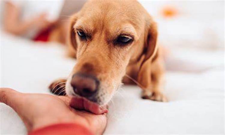 Las mascotas nos ayudan a ser más felices y a mejorar nuestra mente