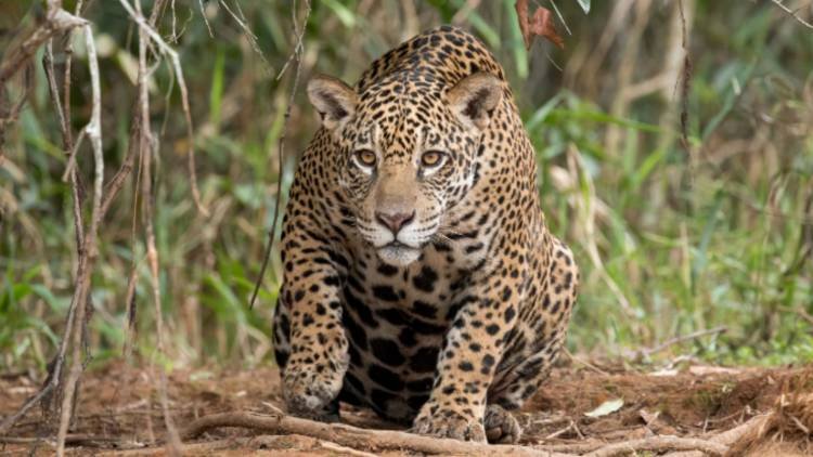 Qué son los animales de poder y cómo identificar el tuyo