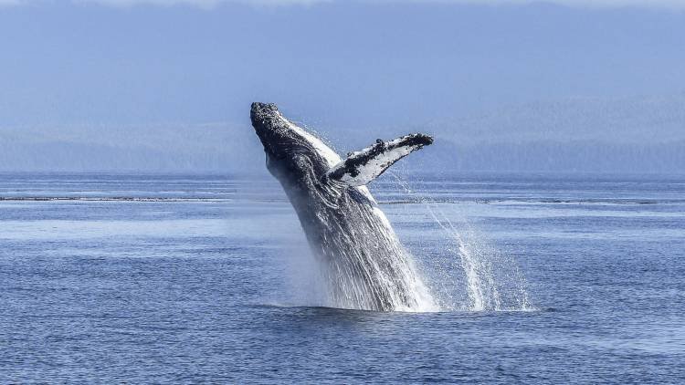 Qué son los animales de poder y cómo identificar el tuyo