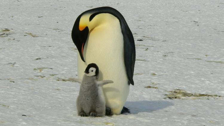 Qué son los animales de poder y cómo identificar el tuyo