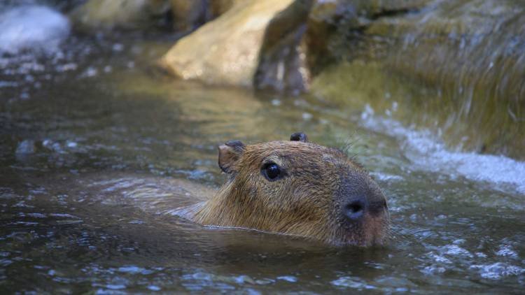 Qué son los animales de poder y cómo identificar el tuyo