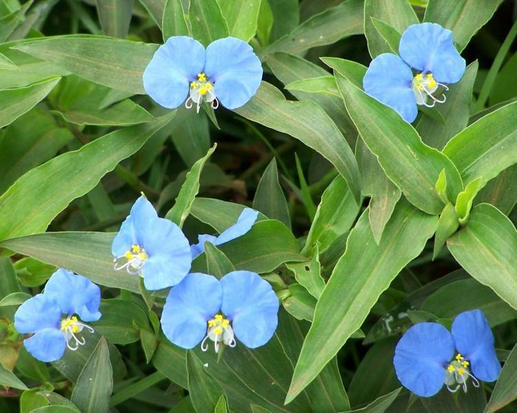 SANTA LUCIA UNA PLANTITA MAGICA