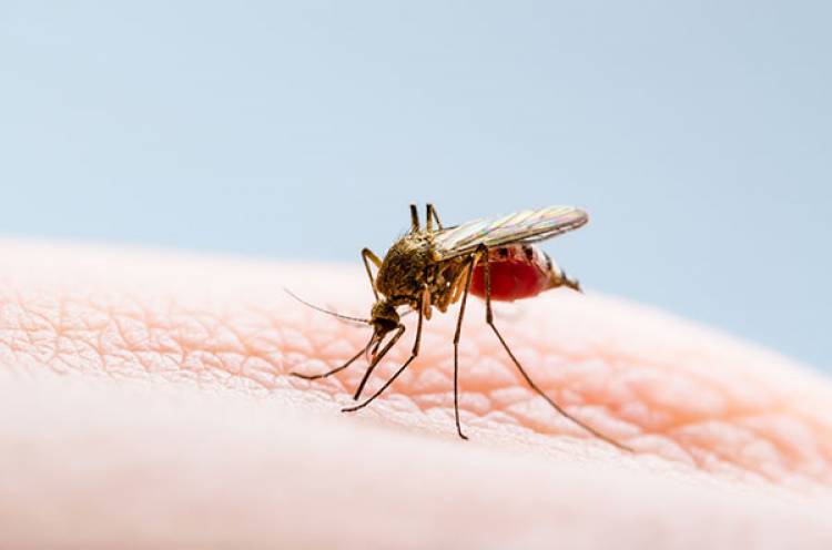Realizarán campaña de fumigación contra el dengue y chikungunya