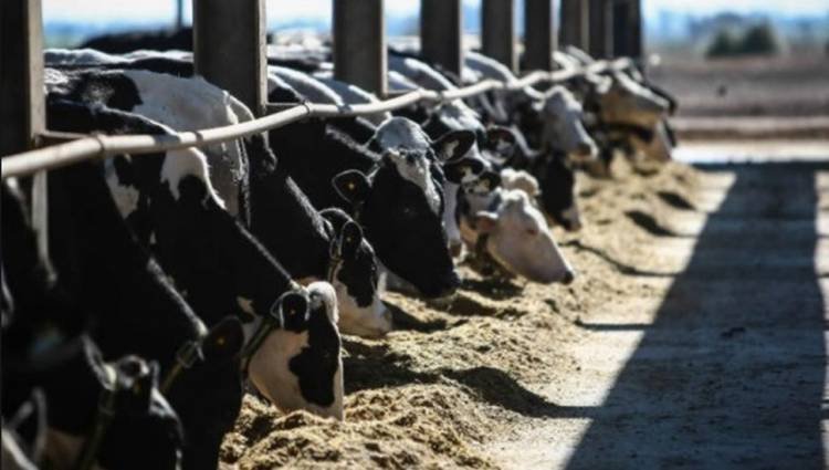 Solicitaron al Gobierno Nacional que la lechería sea declarada economía regional