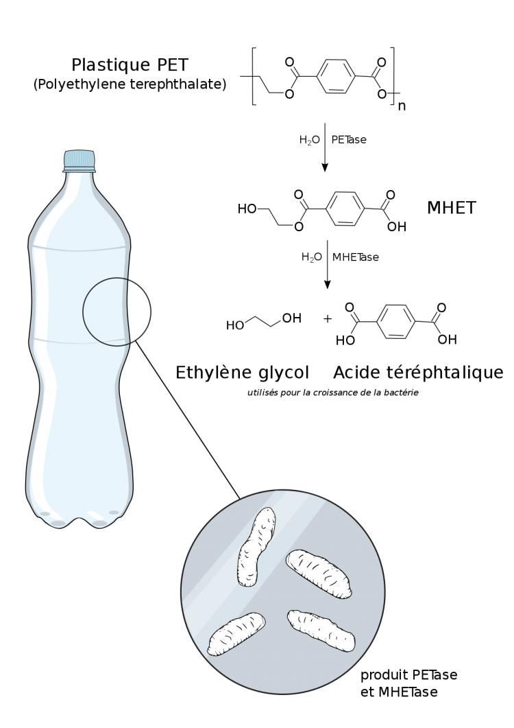 Descubren microbios que comen plástico