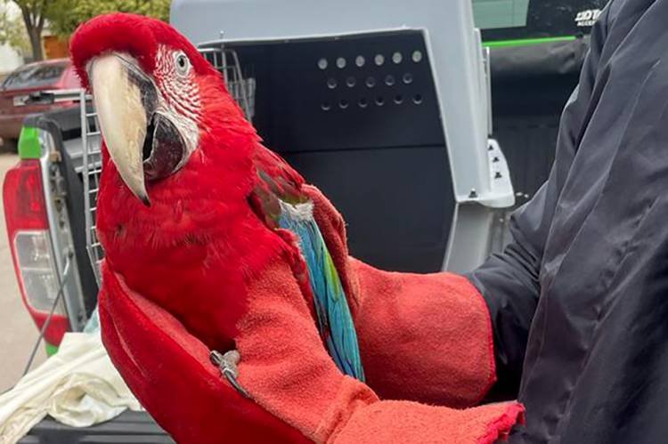 Vecino de Monte Maíz entregó voluntariamente un guacamayo rojo