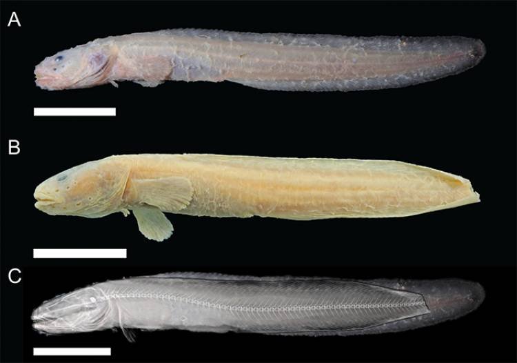 Científicos de San Diego identifican nuevas especies de peces a 6,000 pies bajo el mar